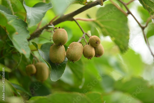 Close-up shots of Island kiwi vine (Actinidia rufa), highlighting its fruit clusters, young reddish leaves, and climbing growth. Suitable for botanical, ecological, and educational use.



