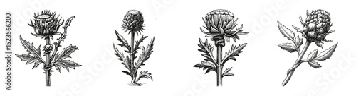 Vintage Engraved Illustration of Artichoke Plants on White engraving, vector illustration, engraving design, logo design set, black and white line