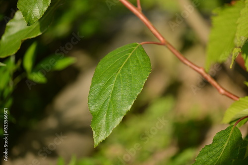 Close-up shots of Island kiwi vine (Actinidia rufa), highlighting its fruit clusters, young reddish leaves, and climbing growth. Suitable for botanical, ecological, and educational use.