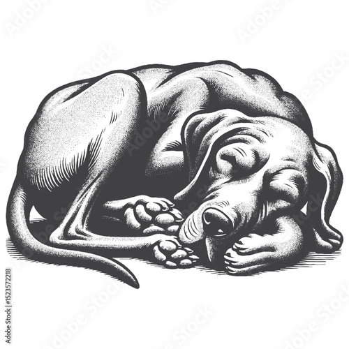 Vintage Hand-Drawn Great Dane Sleeping Illustration – Peaceful Dog Engraved Style Vector for T-Shirts, Posters, Stickers, and Restful Pet Theme Apparel