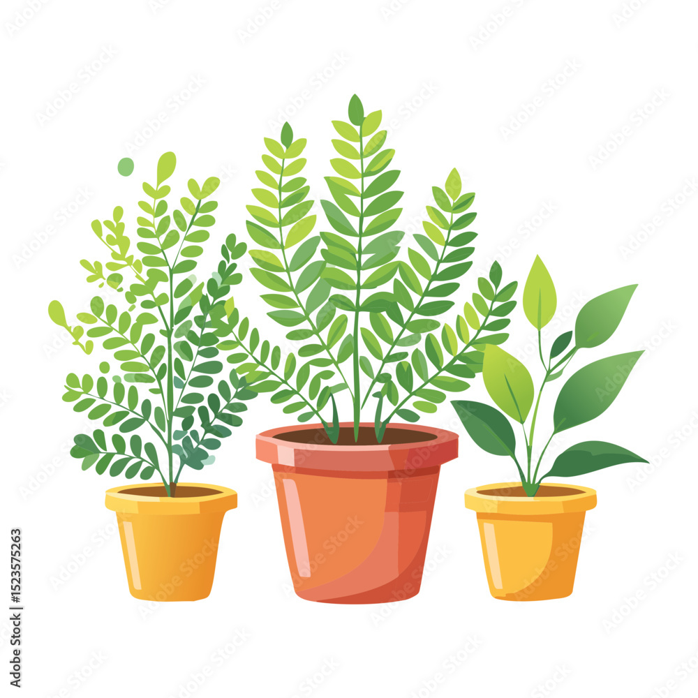 Collection of Green Ferns in Terracotta Pots Collection of Green Ferns in Terracotta Pots