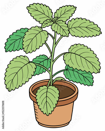 Vibrant Lemon Balm Herb in Mini Terracotta Pot A Guide to Growing and Caring for This Aromatic Plant