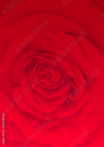 Dark red rose blossom in close up; Symbol for love; Rose-growing; Red blooming flower; Detail view of wonderful red rose