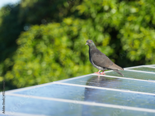 Pigeon on solar panel on roof 