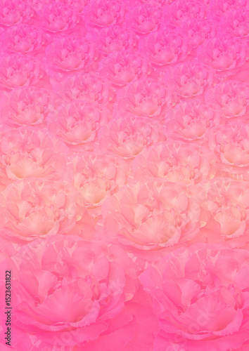 Pink damask rose flower pattern background