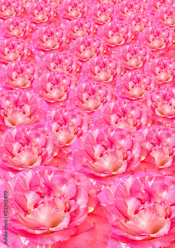 Pink damask rose flower pattern background