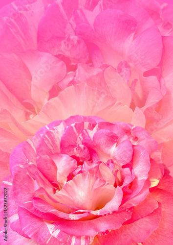 Pink damask rose flower pattern background