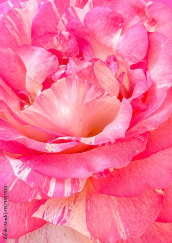 Pink damask rose flower pattern background