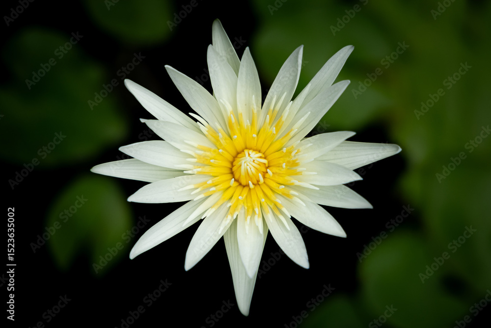 Obraz premium white and yellow lotus