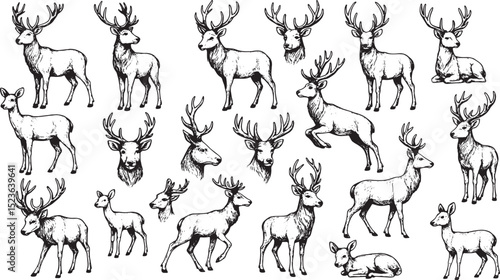 A collection of detailed black-and-white line art illustrations featuring various deer poses, including standing, sitting, and lying down. The intricate sketches showcase antlered stags and gentle doe