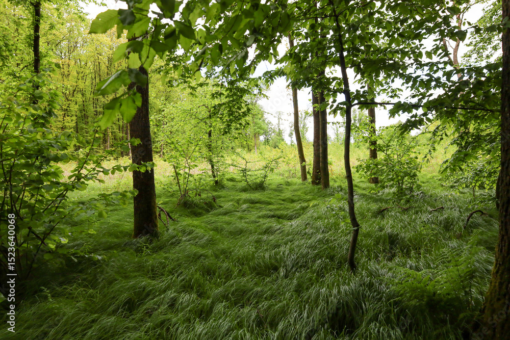 Obraz premium A serene woodland nook where tall trees frame a lush carpet of dense green grass. The vibrant greenery evokes a sense of calm and tranquility.