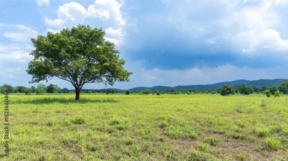 Obraz premium A majestic tree standing alone in the middle of a vast field, with storm clouds looming in the background. 