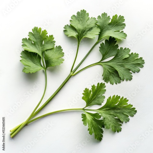Fresh Green Parsley Sprigs ...