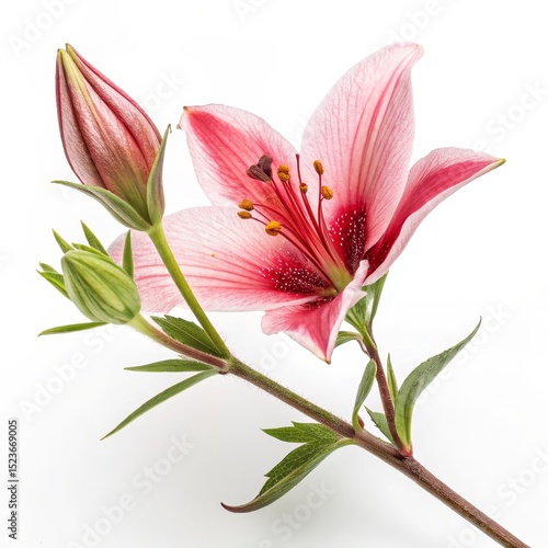 Pink Lily Bloom with Buds, Botanical Photography, Flower , Lily, Floral