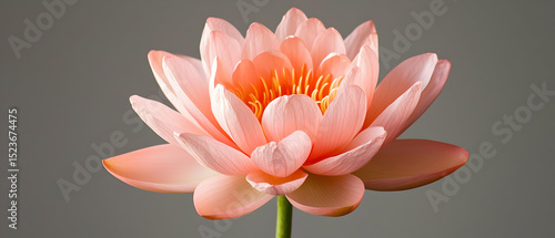 Pink Lotus Flower In Studio Setting
