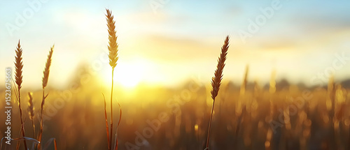 Golden Wheat Field At Sunset