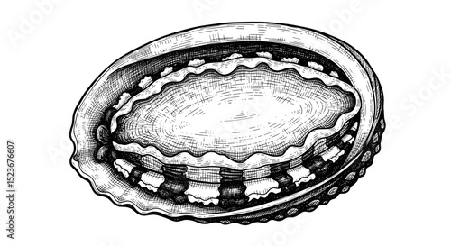 Abalone shell illustration. Detailed abalone shell drawing shows iridescence and texture.  Abalone shell illustration perfect for crafting, jewelry design, and ocean-themed projects.