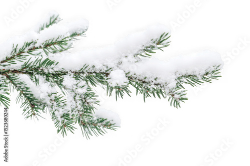 Snow covered pine branch isolated on transparent background