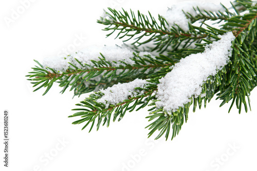 Snow covered pine branch isolated on transparent background