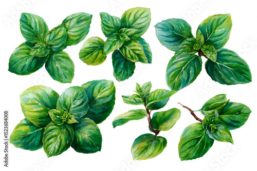 Watercolor Painting Of Fresh Green Mint Leaves