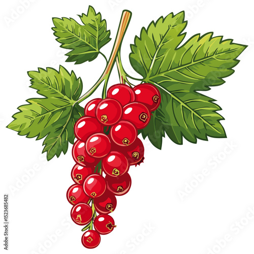 Red currant on a branch color vector illustration. Image of summer berry and leaves on an isolated background. Twig for packaging and design.