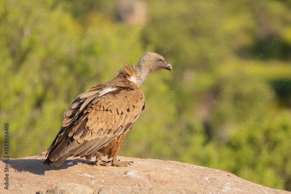 Fototapeta premium Eurasian griffon vulture - Gyps fulvus fulvus on rock at green background. Photo from Sierra de Gredos Mountain in Spain. Copy space on right side.