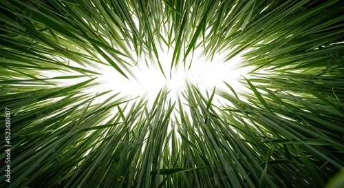 Low angle view looking up through green blades of grass towards the bright sky.