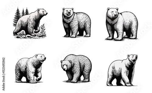 polar bear vintage simple modern engraving style black and white full body isolated on white background