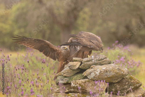 Two Black kites - Milvus migrans on stone at green background. Photo from Sierra de Gredos Mountain in Spain