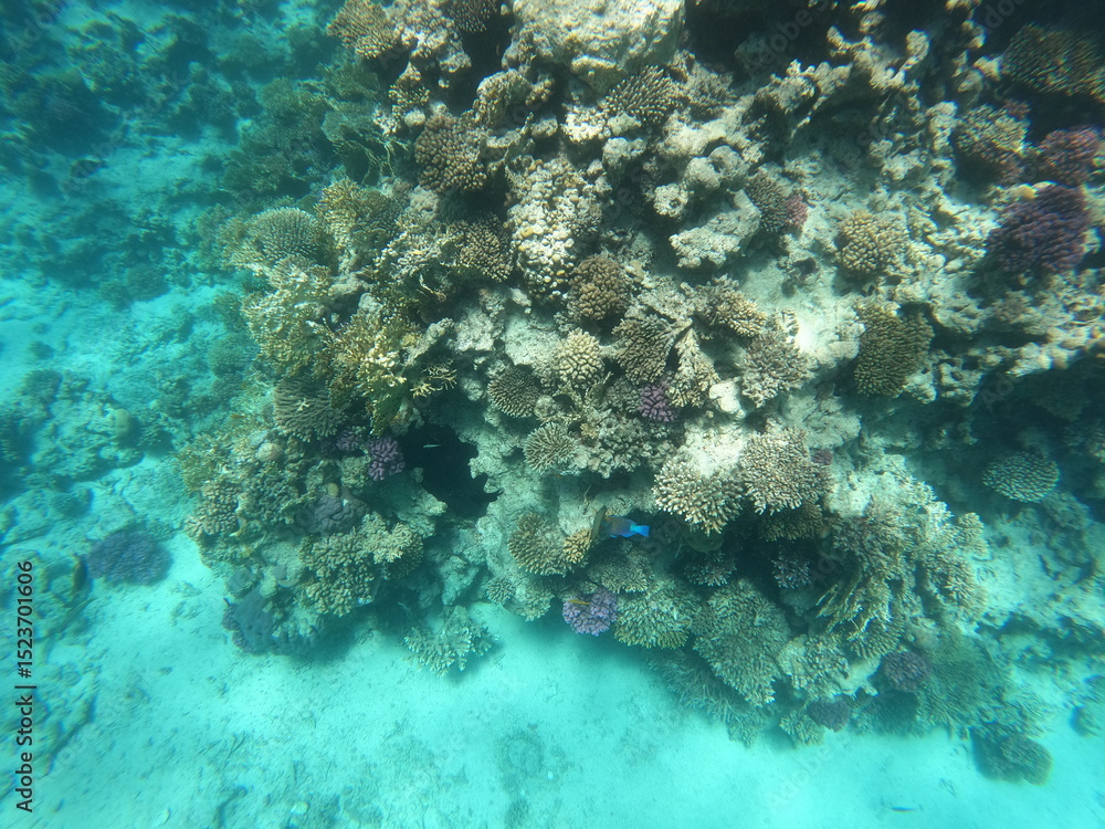 Fototapeta premium Underwater photo of corals and fishes in the clear water of the Hurghada red sea