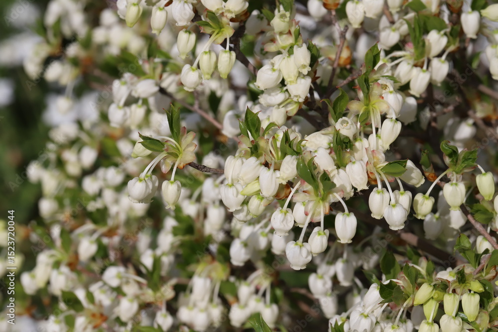 Naklejka premium 日本の春の庭に咲く白い小さなドウダンツツジの花