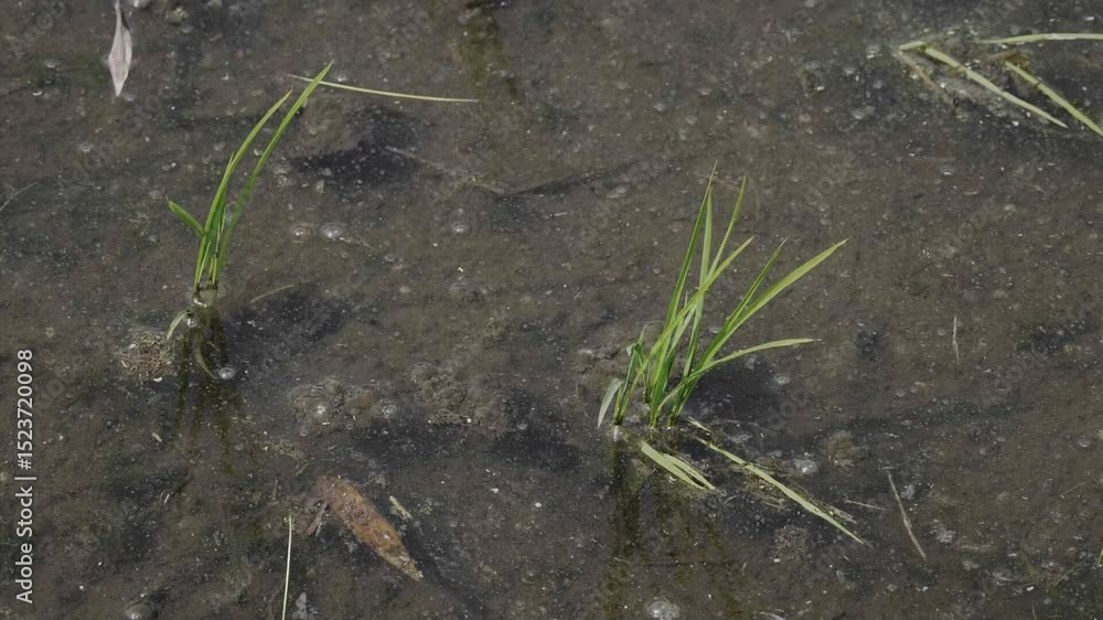 スーパースロー映像:風に吹かれて揺れる稲 スーパースロー映像:風に吹かれて揺れる稲