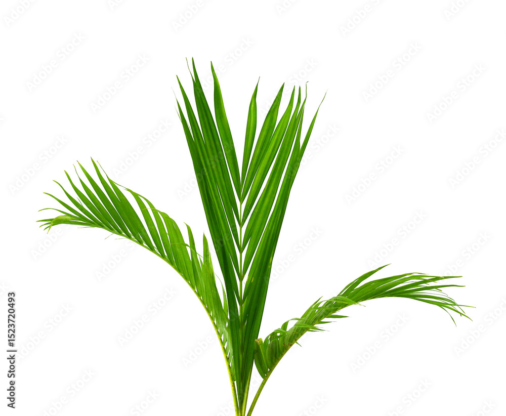 Fototapeta premium Palm leaves The green leaves of palm trees rests on white background. 