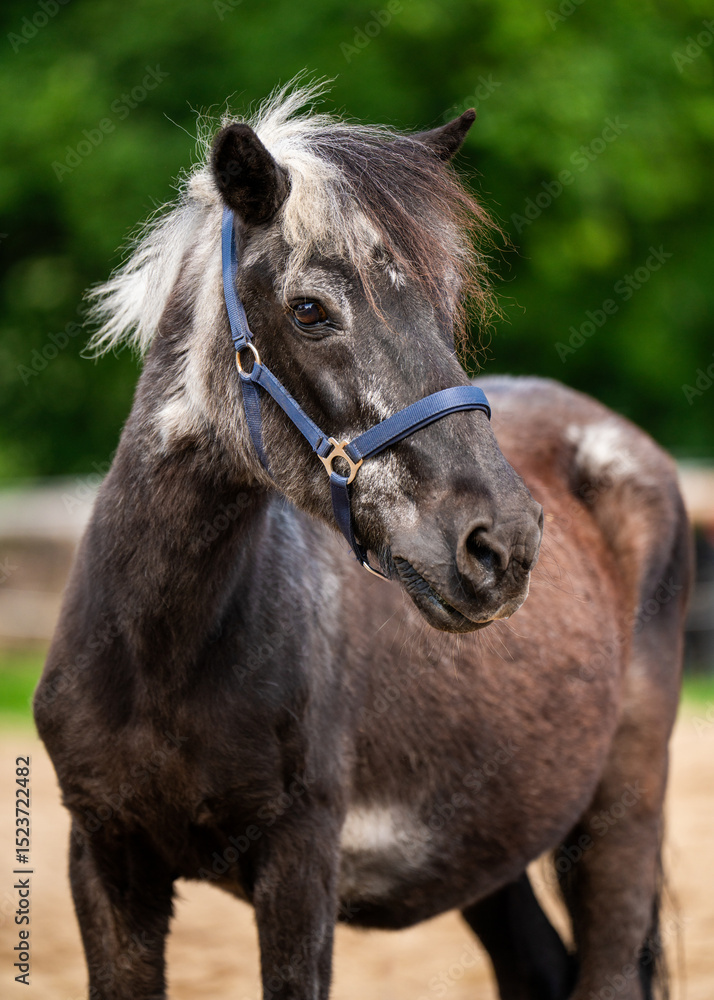 Obraz premium Detailed view of an old grey horse's face and mane. Mature animal with weathered appearance, representing experience and the beauty of aging.