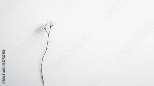 Fototapeta Naklejka Na Ścianę i Meble -  Minimal white paper background, soft shadows, gentle texture, negative space 