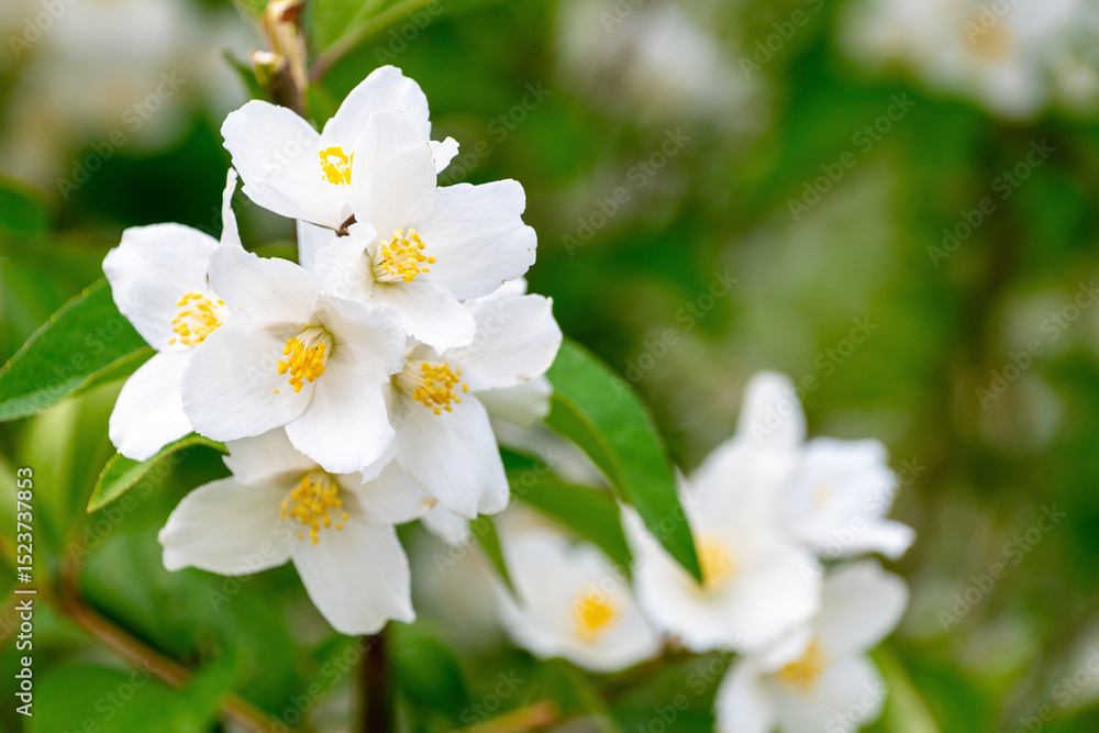 Fototapeta premium Philadelphus pubescens, hoary mock orange..