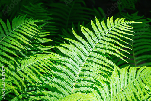 Fototapeta Vibrant green fern leaves in sunlight - lush nature scene