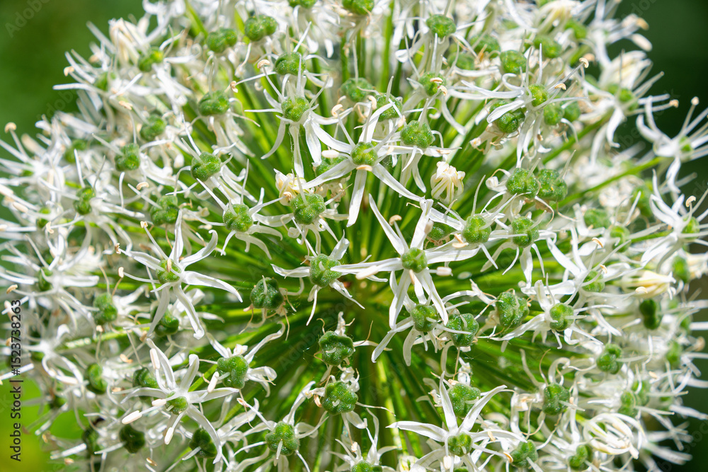 Fototapeta premium Close-up of white allium flower head with green background