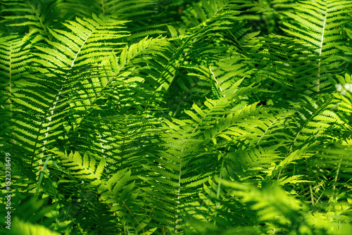 Fototapeta Lush green ferns in sunlit forest glade