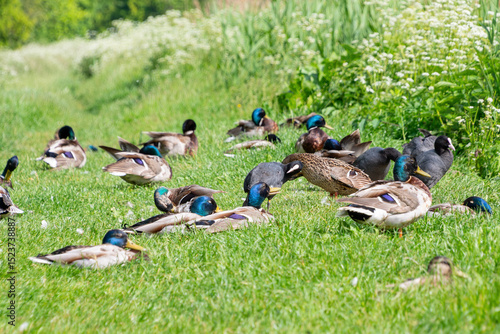 Fototapeta Flock of mallard ducks resting on lush green grass in sunlit meadow