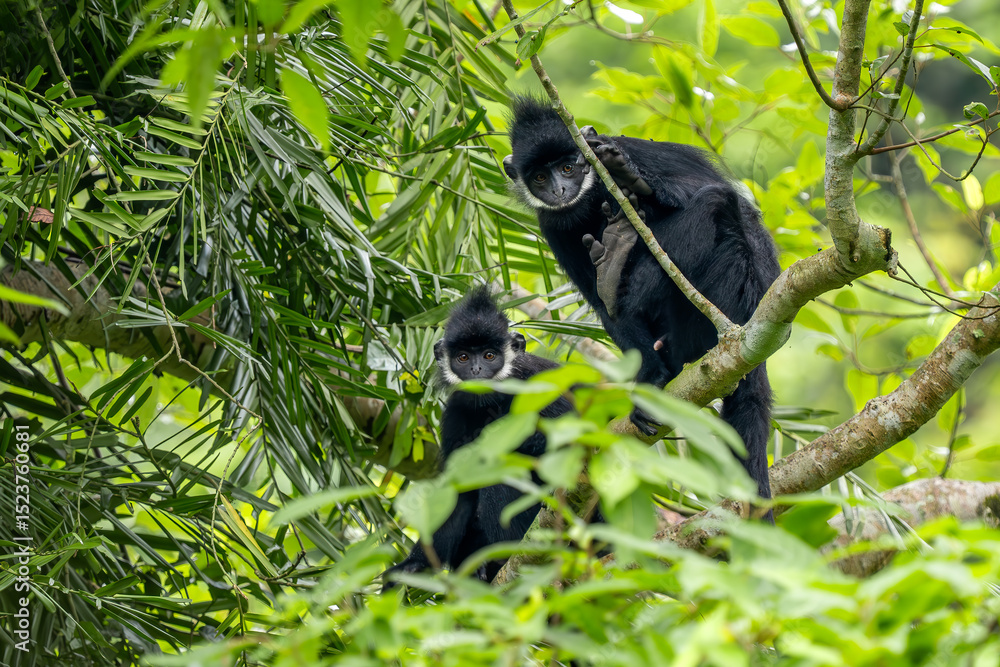 Obraz premium Hatinh Langur - Trachypithecus hatinhensis, beautiful highly threatened black Asian primate native to limestone forests in central Vietnam.