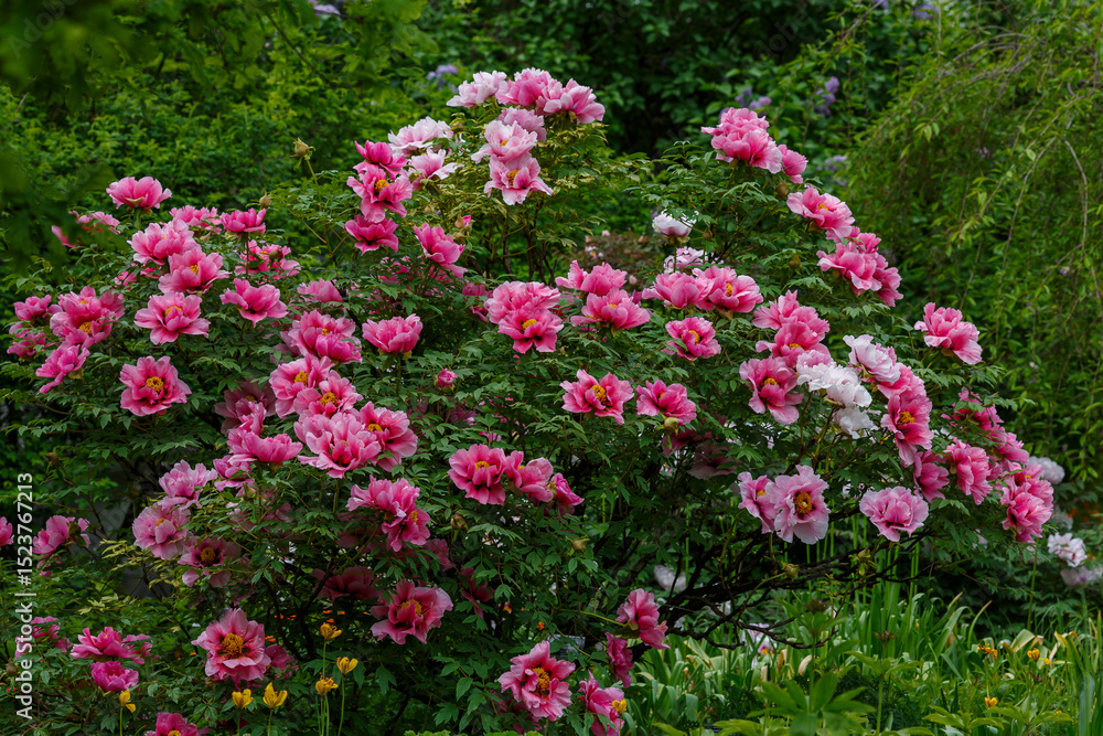Tree peonies are a group of species , natural and artificial hybrids and varieties of the genus Peony ( Paeonia ) distinguished by thick, slightly branched, erect perennial shoots Tree peonies are a group of species , natural and artificial hybrids and varieties of the genus Peony ( Paeonia ) distinguished by thick, slightly branched, erect perennial shoots