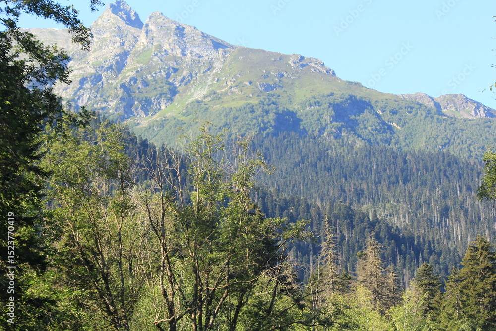 Fototapeta premium coniferous forested slopes of the caucasian mountains in dombai midsummer