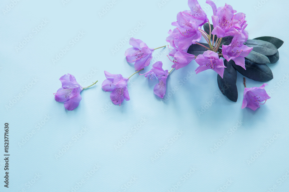 Obraz premium purple flowers of rhododendron on blue background