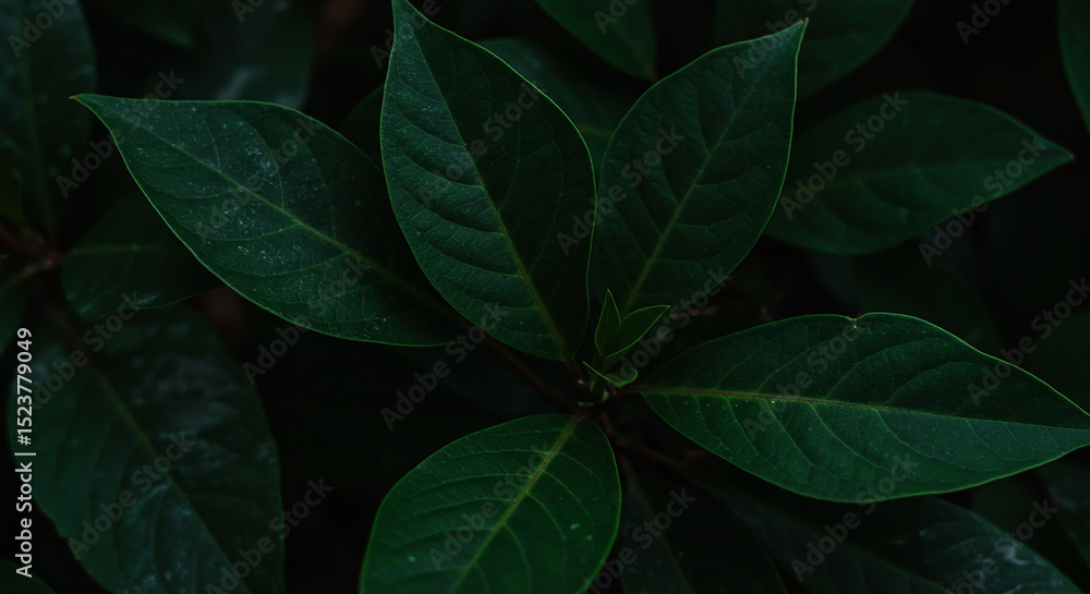 Obraz premium Natural dark green leaves texture background