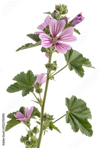 flowers of a malva sylvestris