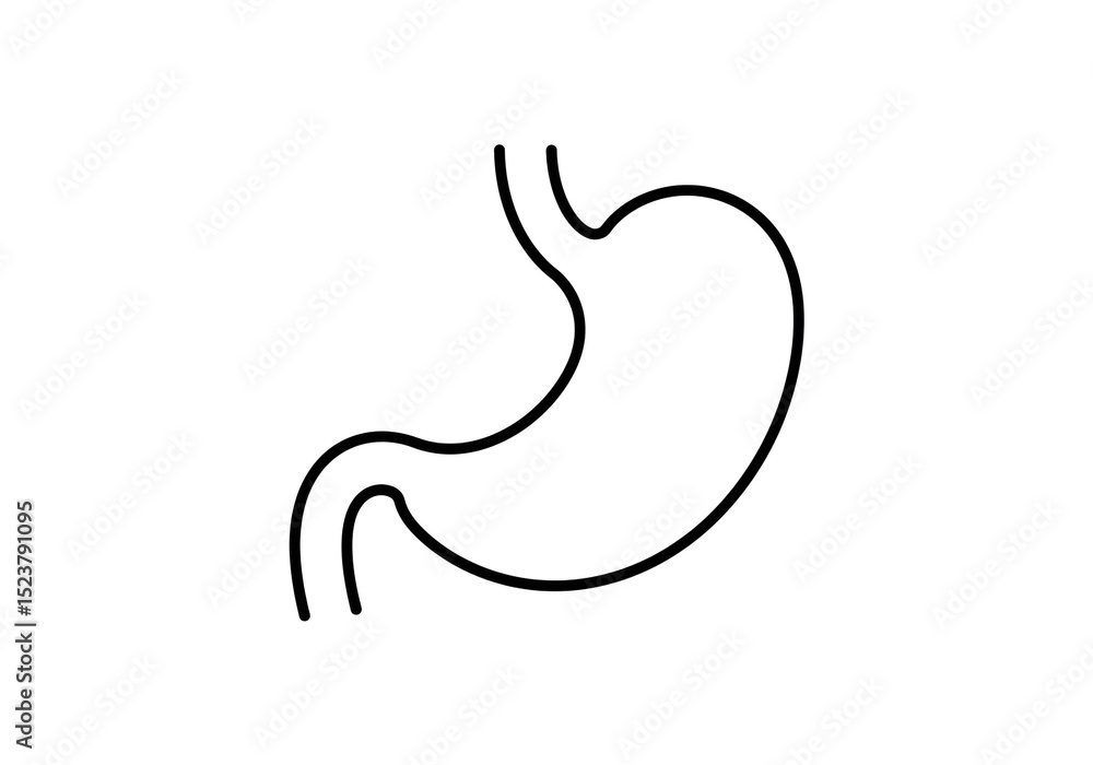 Human Stomach Outline Illustration Human Stomach Outline Illustration