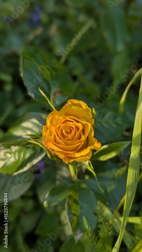 single yellow rose