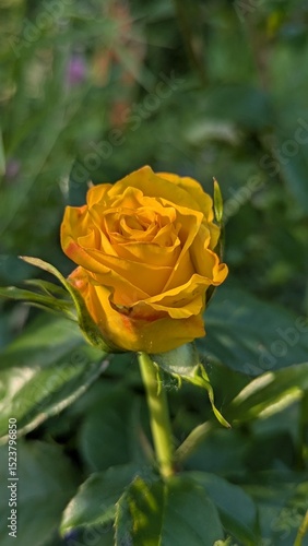 yellow rose in garden