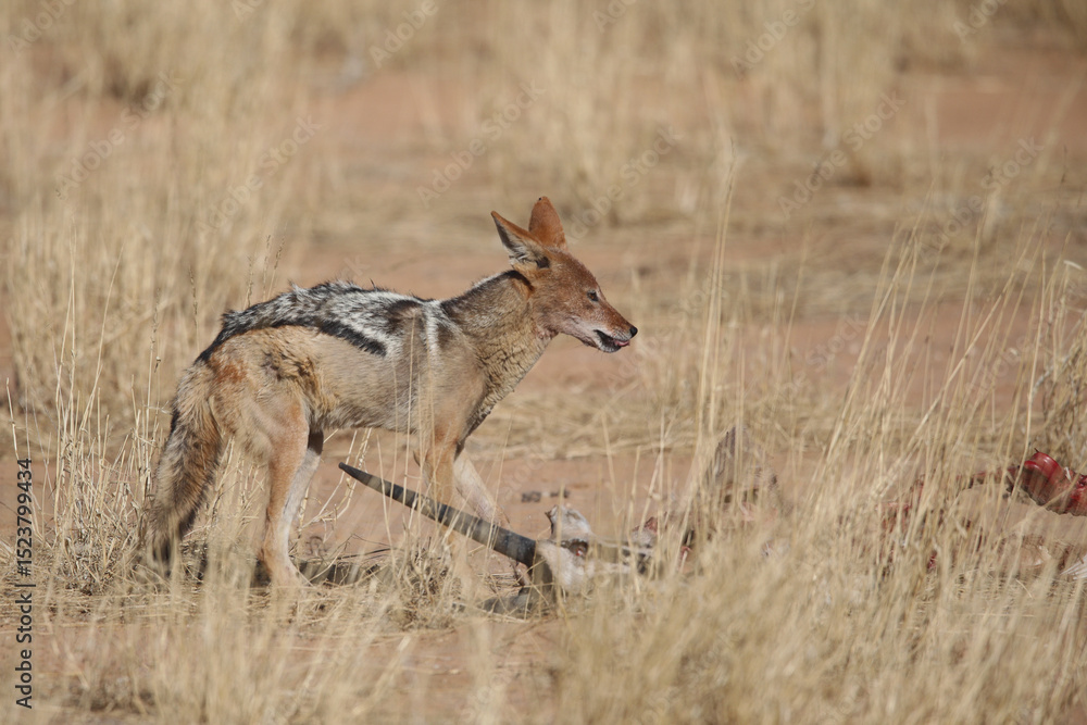 Black-backed jackal scavenging meat from a carcass in the Kalahari Desert Black-backed jackal scavenging meat from a carcass in the Kalahari Desert